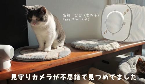 見守りカメラを見つめる猫