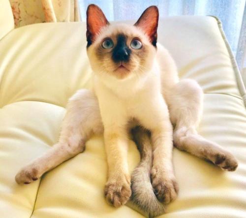 座っている子猫