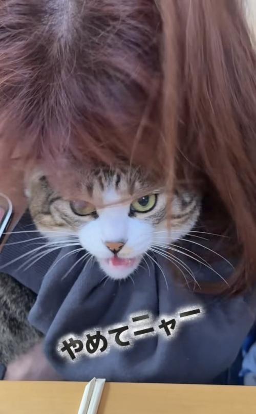 投稿主さんにバックハグされて嫌がるキジ白猫
