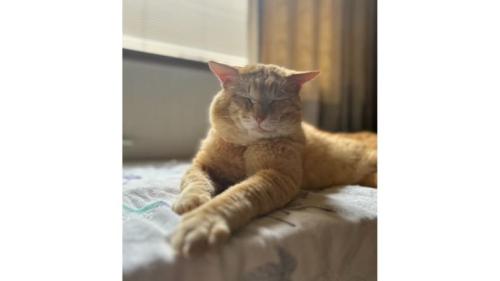 室内にいる猫