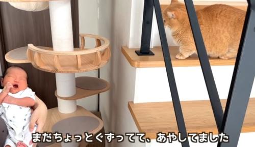 階段から赤ちゃんを見ている猫