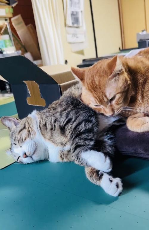 寄り添って寝るキジ白猫と茶トラ猫
