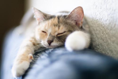 リラックスしている猫