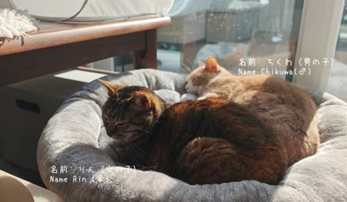 くっついて寝ている2匹の猫