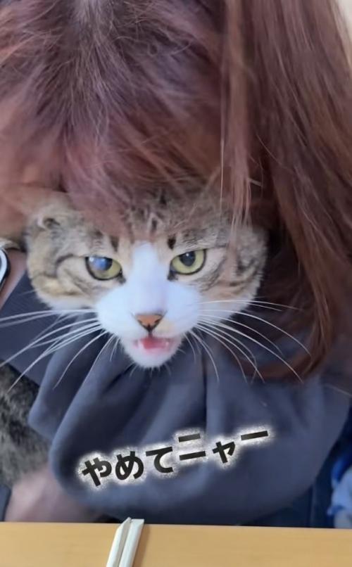投稿主さんにバックハグされて嫌がるキジ白猫