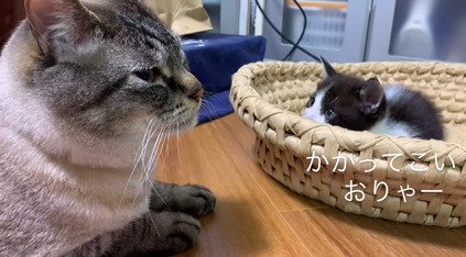 先住猫を見つめる子猫