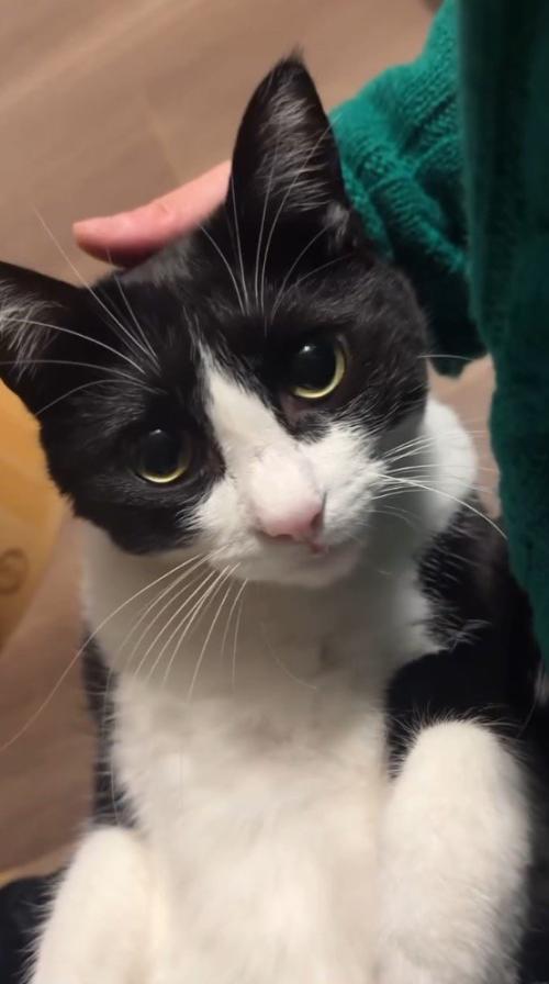 女性の顔を見つめる猫