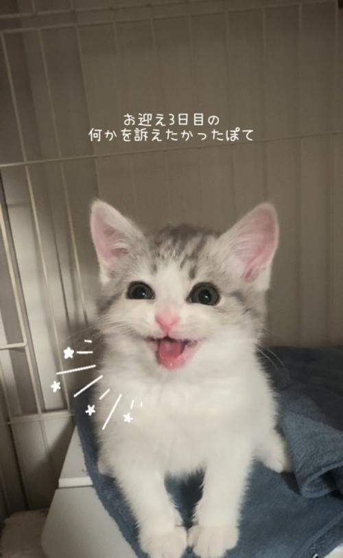 ケージの中で鳴く子猫
