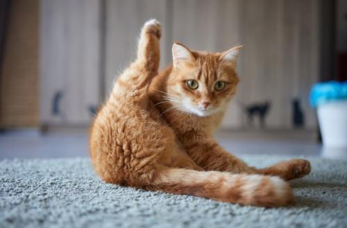 毛づくろい中の猫