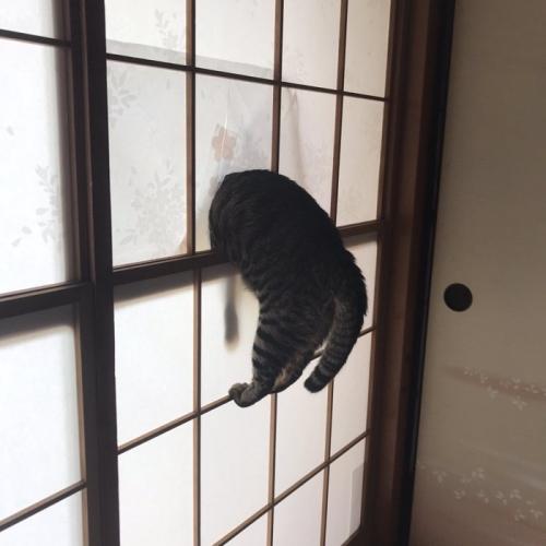 障子に飛び込んで穴を開ける猫