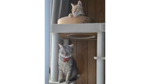 室内にいる猫たち