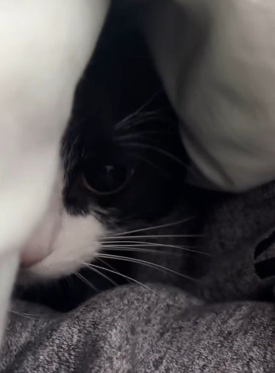 布の間から顔を出してカメラを見つめる猫