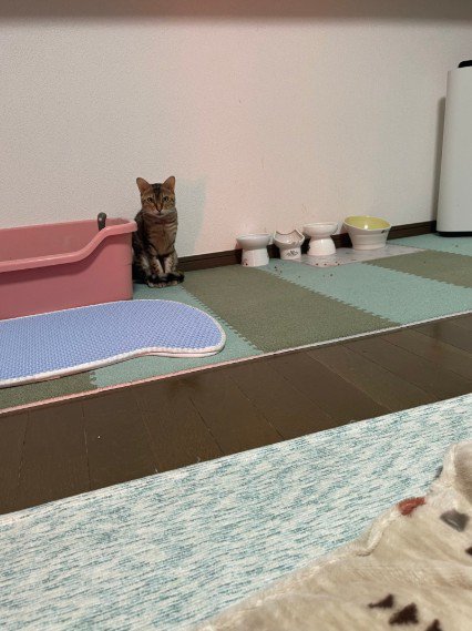 トイレの横に座る猫