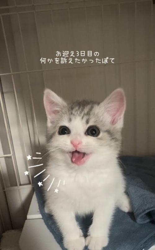 ケージの中で鳴く子猫