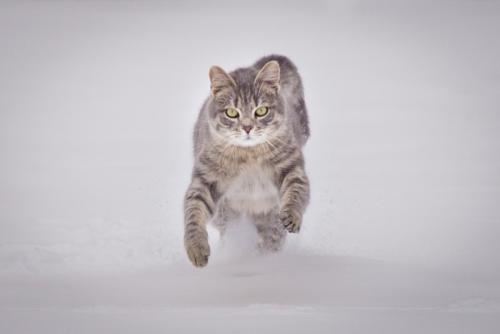 走る猫