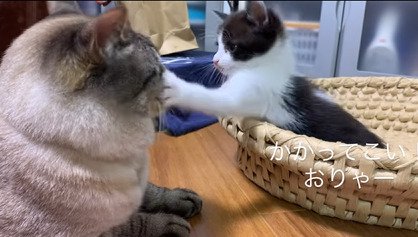 先住猫にパンチする子猫2