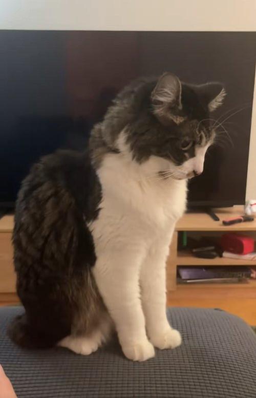ソファの上に座って画面右側を向いている猫