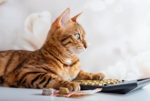 電卓に手を載せている猫