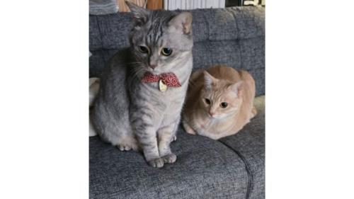 室内にいる猫たち