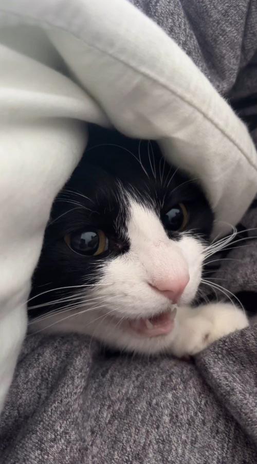 男性に抱きしめられて鳴く猫