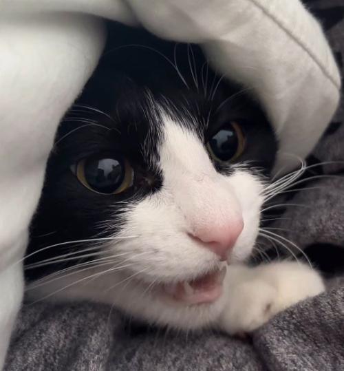 小さく声をあげる猫
