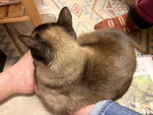 足に座る猫
