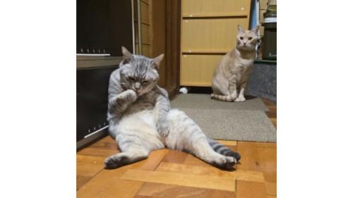 キッチンにいた猫たち