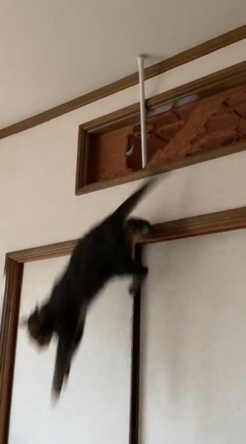 欄間から飛び降りる猫
