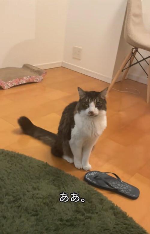 フローリングの上でお座りをしている猫