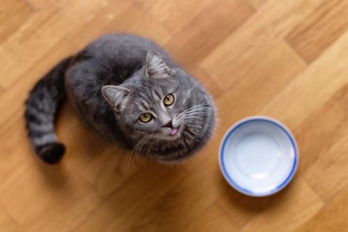 空の食器と猫