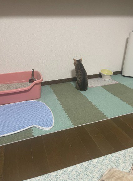 壁を向いたまま動かない猫