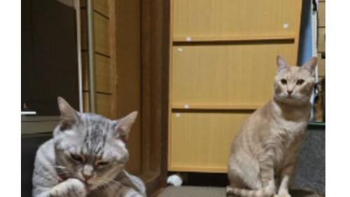 キッチンにいた猫たち
