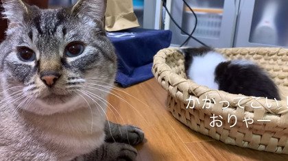 困惑する先住猫