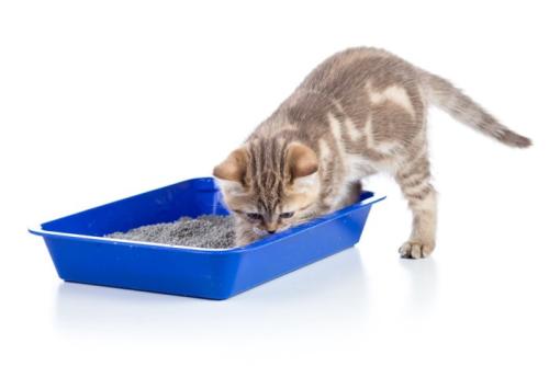 トイレのニオイを嗅ぐ猫
