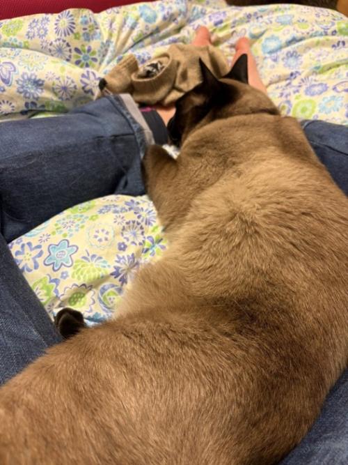 甘える猫