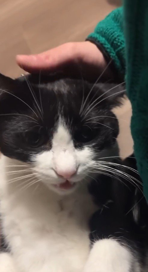 女性の膝の上で声をあげる猫