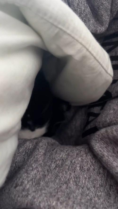 カメラの前から姿を消す猫
