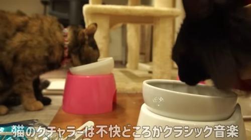 ごはんを食べる2頭