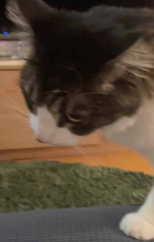 やや首を傾げている猫の顔アップ