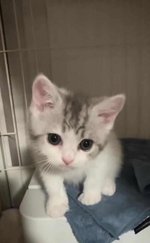 ケージの中から飼い主さんを見る子猫
