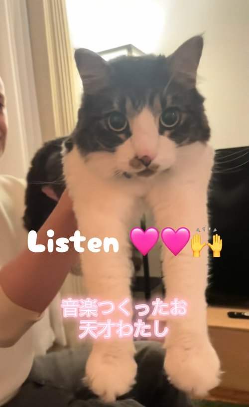 抱き上げられているカメラ目線の猫