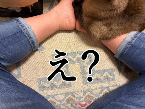 足をひじ置きにする猫