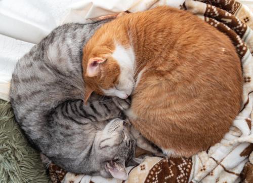 窓辺で眠る二匹の猫