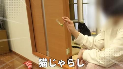 猫じゃらし