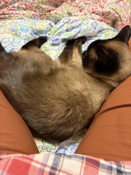 寝転がる猫