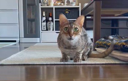 低姿勢でこちらを見る猫