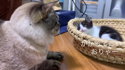 見つめ合う2匹の猫