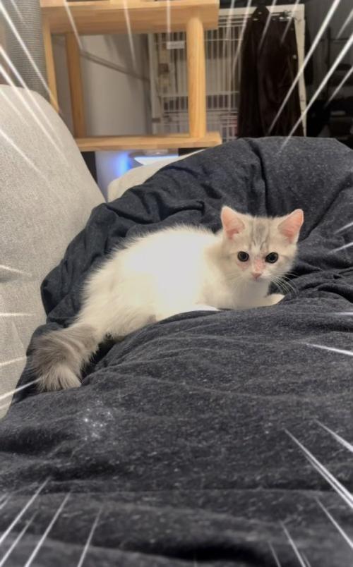 布団の上でくつろぐ子猫