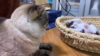 仰向けになる子猫