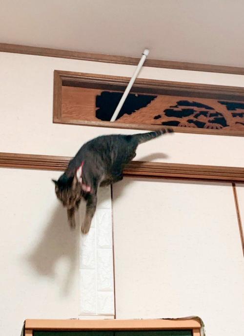 欄間から棒が差し込まれて床に降りる猫